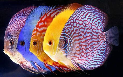 Ikan Hias Discus: Makin Cantik dan Menawan di Aquarium Anda!